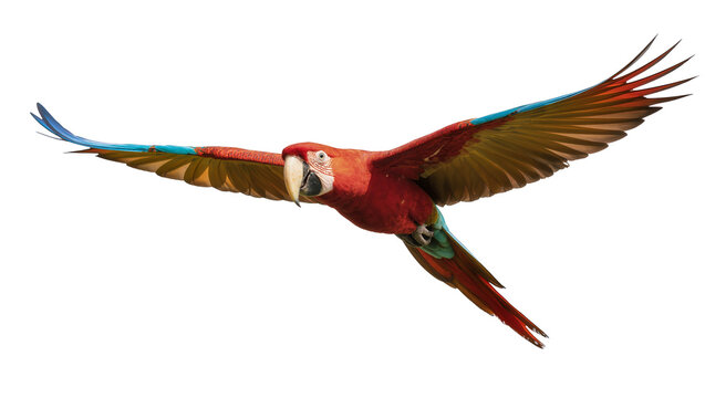 Vibrant red macaw parrot with blue wing tips, flying isolated on transparent background