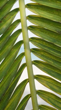 Repeated Leaf Patterns With Green Veins. Studio Lighting Highlights Textured Leaflet Pattern. Meditative Design Featuring Repeating Palm Leaf Segments Illuminated By Soft Studio Light