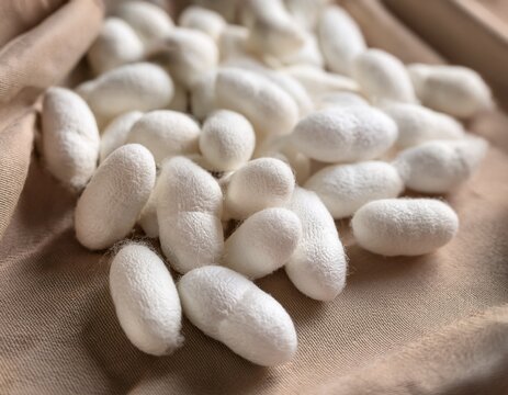 natural silk production with white silkworm cocoons resting on delicately textured textile fabric
