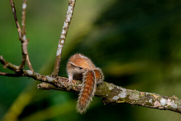 Fototapeta premium A tiny, juvenile palm squirrel with light brown fur and distinct white dorsal stripes crawls cautiously along a mossy tree branch against a dark, blurred green background.