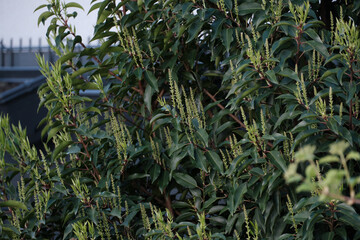 Obraz premium Close-up of dense green foliage
