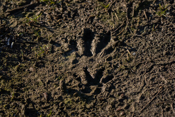 Nutria footprint in the mud, considered an invasive species in Italy and Europe © Riccardo Rolfini