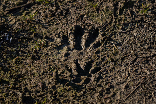 Nutria footprint in the mud, considered an invasive species in Italy and Europe