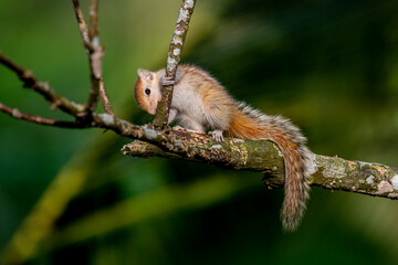 Fototapeta premium A tiny, juvenile palm squirrel with light brown fur and distinct white dorsal stripes crawls cautiously along a mossy tree branch against a dark, blurred green background.