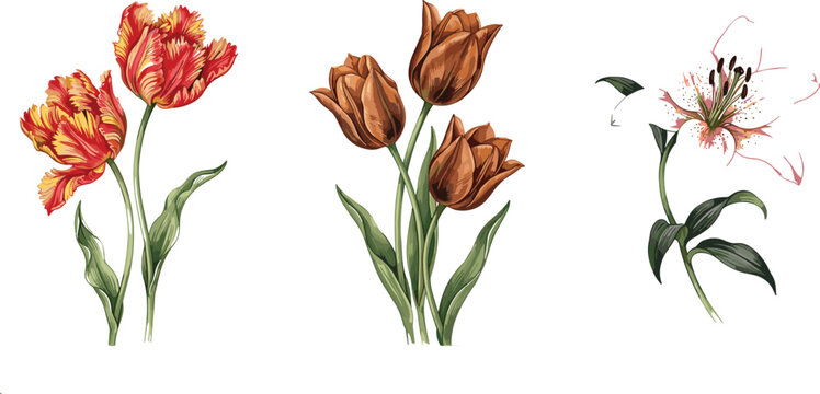 Set of beautiful hand drawn vintage watercolor style vector illustrations featuring elegant orange parrot tulips brown tulips and a delicate lily flower isolated on white background.