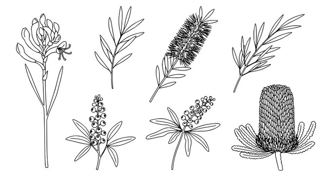 Hand drawn botanical line art collection of Australian native plants and flowers for organic cosmetic branding and nature themed graphic design projects in black ink