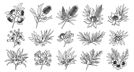 Set of Australian native flower and foliage illustrations featuring banksia and eucalyptus leaves for natural beauty and botanical stationery design projects © Neoviz Studio
