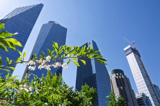 White Snowbell Flowers on Branch with City Buildings Against Sky, Bright Spring Cityscape Background for Travel and Lifestyle Concept
