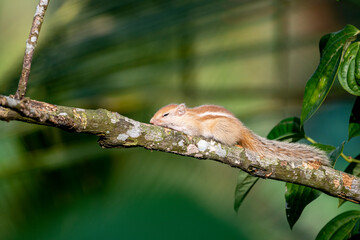 Obraz premium A tiny, juvenile palm squirrel with light brown fur and distinct white dorsal stripes crawls cautiously along a mossy tree branch against a dark, blurred green background.