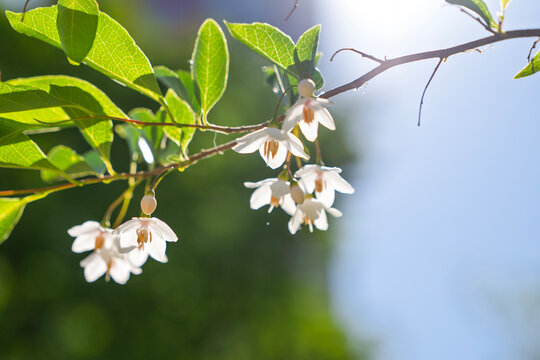 White Snowbell Flowers Hanging from Branch Against Dark Green Bokeh, Elegant Spring Botanical Closeup for Nature and Lifestyle Concept