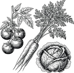 Vintage botanical illustration of fresh vegetables and herbs © Gous