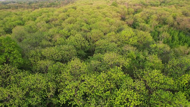 Lush green teak forests and abundant teak trees.
