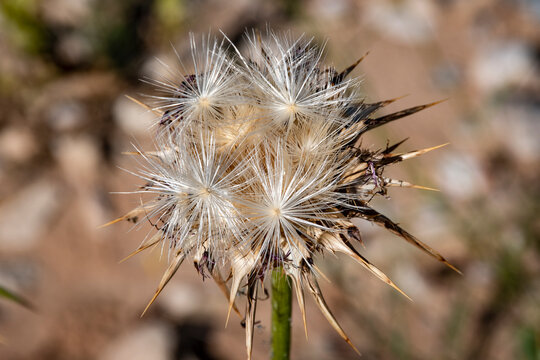 Flor de cardo seca con las semillas apunto de salir volando.