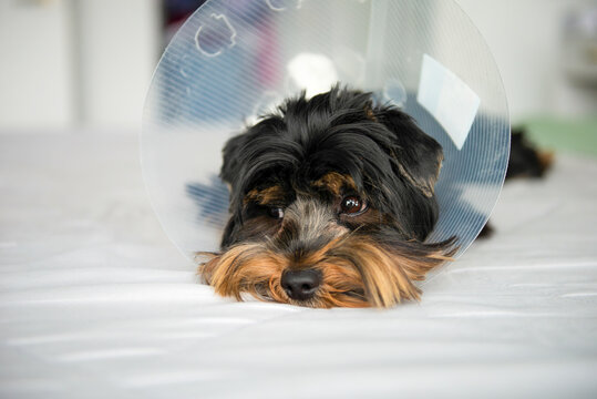 cute Yorkshire Terrier puppy in dog cone collar for recovery