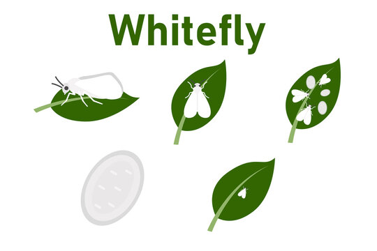 Whitefly pest insect illustration showing adult whiteflies on green leaves and eggs, agricultural pest life stages educational vector diagram on white background.