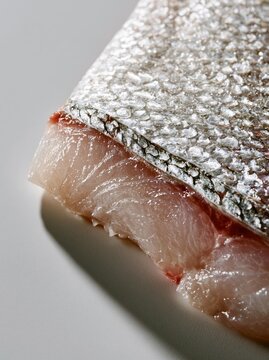 Raw Sea Bass Fillet with Silver Skin and Pink Flesh Macro Fresh Seafood Sashimi Grade Fish Photography