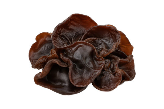 Caption:
Fresh wood ear mushrooms isolated on white background, edible jelly fungus with glossy brown texture for Asian cooking, vegetarian food, and natural ingredient concepts.