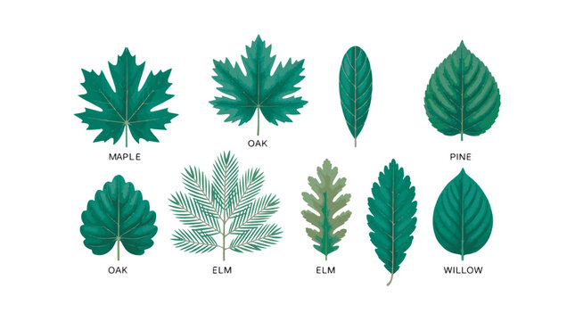 Assorted collection of colorful autumn leaves with names isolated on white background.