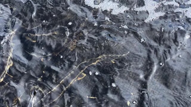 Big sturgeons swim in water in cage on sturgeon farm
