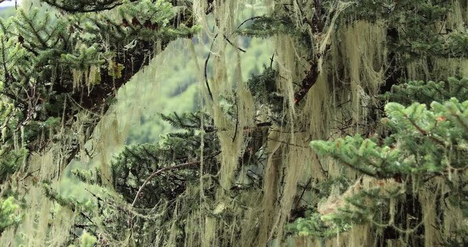 Beautiful high altitude forest mountain landscape