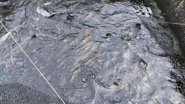 Big sturgeons swim in water in cage on sturgeon farm