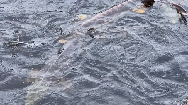 Big sturgeons swim in water in cage on sturgeon farm