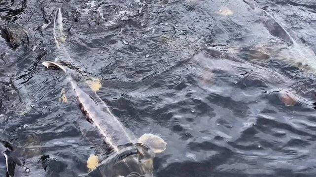 Big sturgeons swim in water in cage on sturgeon farm