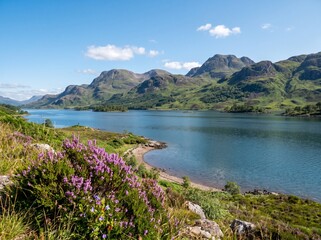 Obraz premium Vibrant purple heather blooms overlook a calm blue lake surrounded by majestic green mountains under a clear sky.