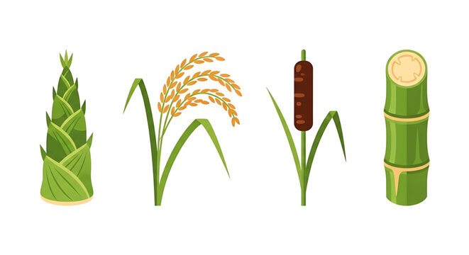 Set of bamboo shoot, rice plant, cattail and sugarcane stalk