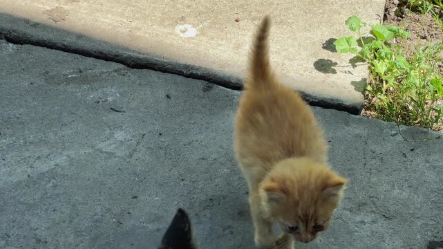 Small ginger kitten go on farm yard against adult cats