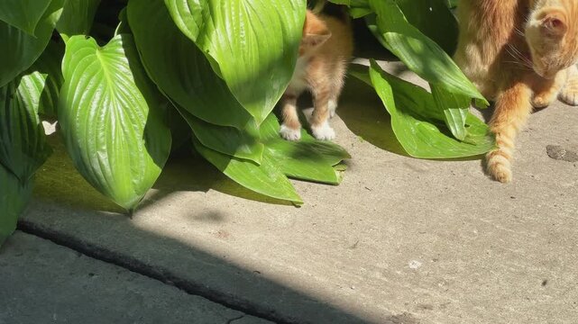 Small ginger kitten playing on farm yard against adult cats