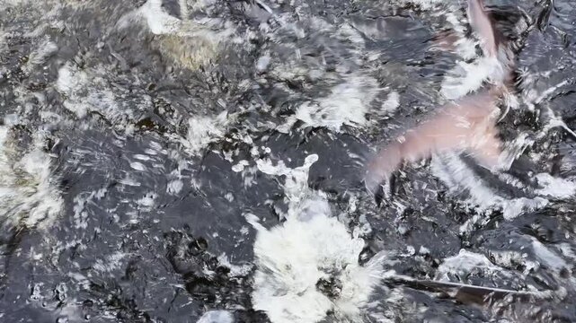 Big sturgeons swim and splashing in water on sturgeon farm