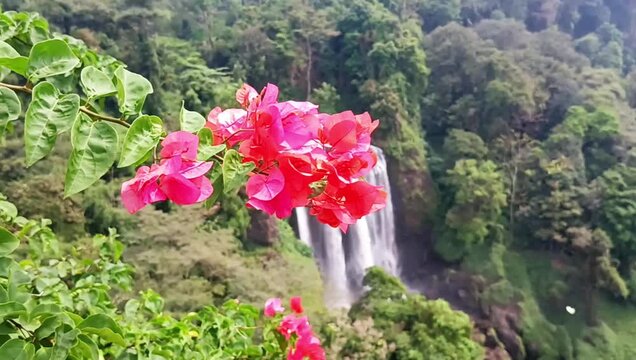 Pink Bougainvillea Flowers Overlooking Curug Sewu Waterfall in Tropical Indonesia Landscape