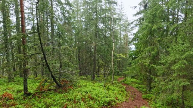Wet forest on a mountain slope in spring rainy day