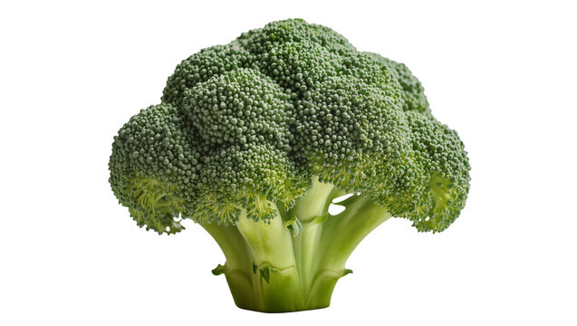 Fresh green broccoli head with dense florets, isolated on transparent background
