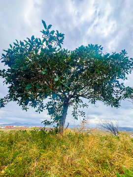 tree in the field