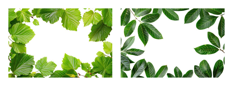 PNG Green leaves frame design on transparent background