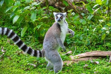 Fototapeta premium Ring tailed Lemur