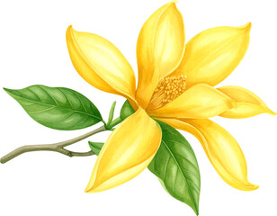 Fototapeta premium Watercolor Champaka Flower