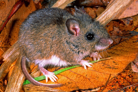 White-footed Mouse, Peromyscus leucopus.