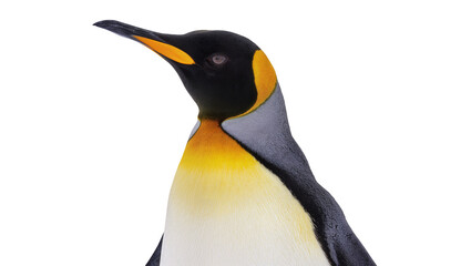 King penguin with black head and yellow chest, isolated on transparent background © Andrej