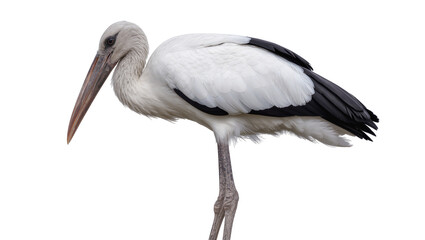 Fototapeta premium White stork with black wing tips, standing gracefully isolated on transparent background