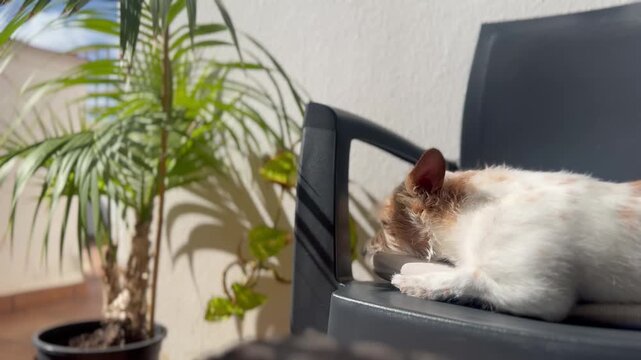 cat and mouse