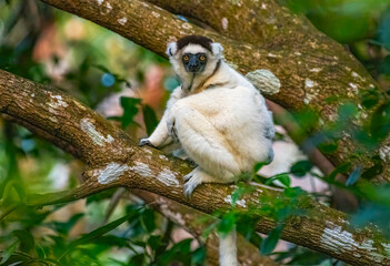 Fototapeta premium Verreaux’s Sifaka Lemur