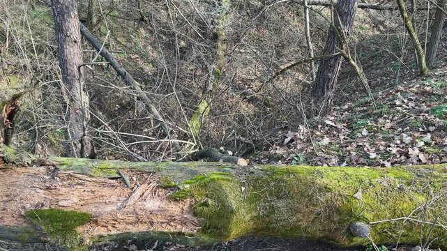 Rotten trunks of fallen trees on ravine slopes in forest