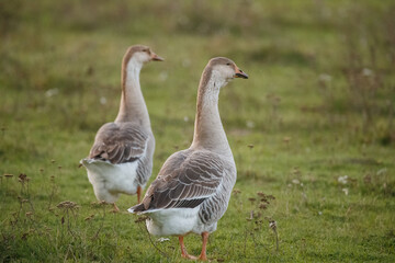 Two domestic geese standing in green pasture © Iryna