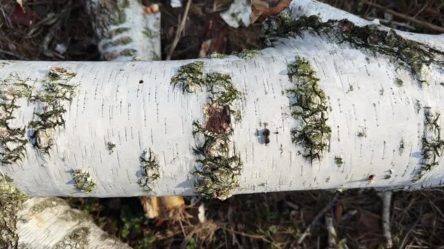 Part of fallen dry birch trunk in forest, top view
