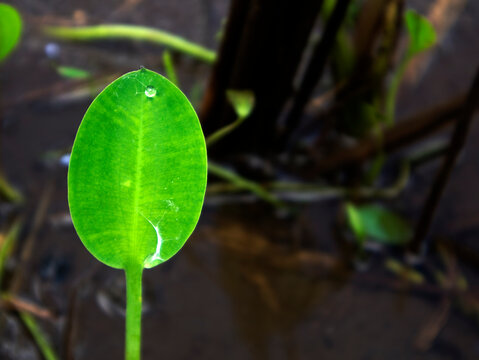 Limnocharis flava is an aquatic plant. Often considered a weed, this plant is very popular in Indonesia as a food ingredient rich in fiber and nutrients.