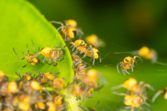 Spider hatchlings, a ball of baby Araneus Diadematus spiders hatching with yolks still yellow.