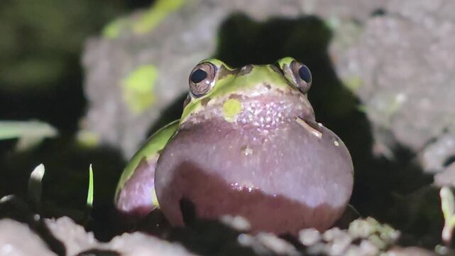 
Front view of a male Japanese tree frog inflating its vocal sac for a mating call at night #002
밤에 짝짓기 울음소리를 내기 위해 울음주머니를 부풀리는 청개구리 수컷의 정면 모습 #002

